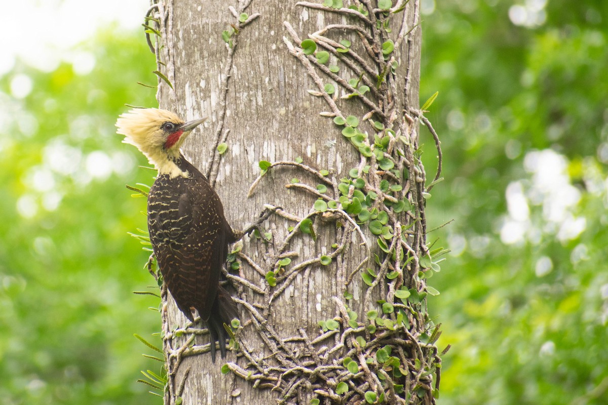 Pale-crested Woodpecker - ML183613141