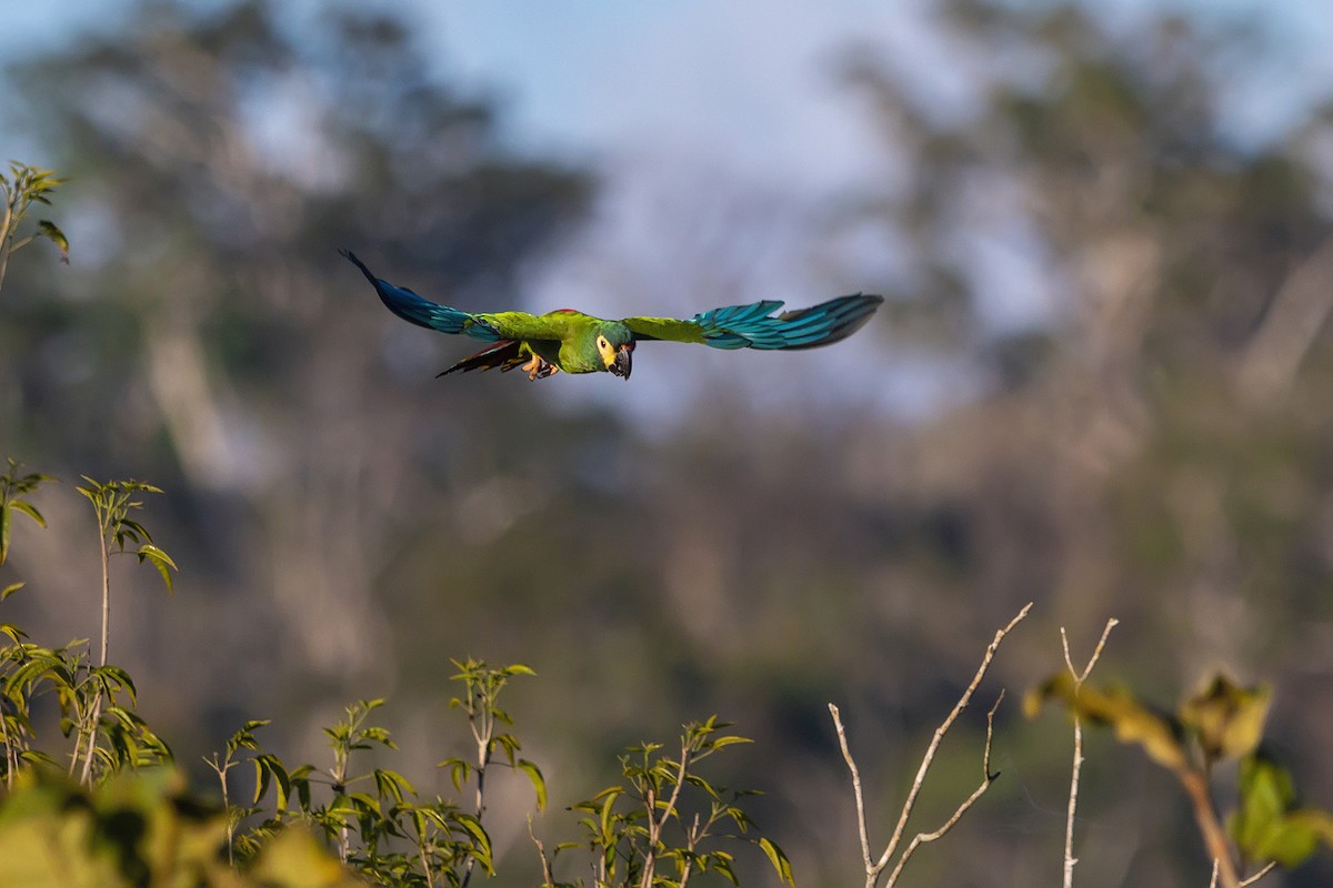 Blue-winged Macaw - ML183613381