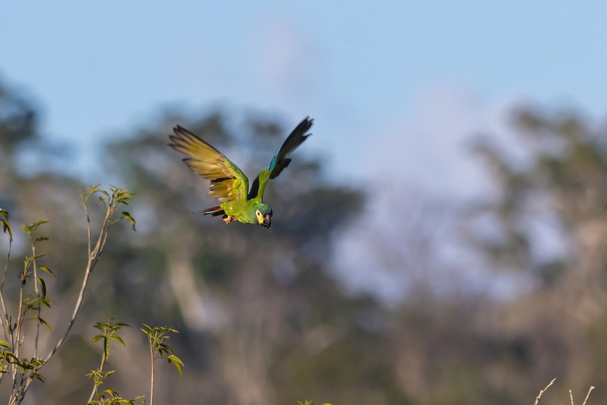 Blue-winged Macaw - Gabriel Bonfa