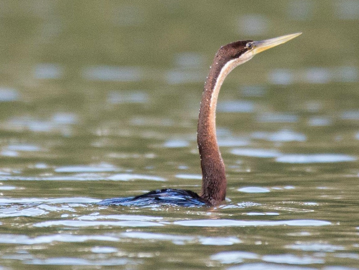 African Darter - Simon Carter