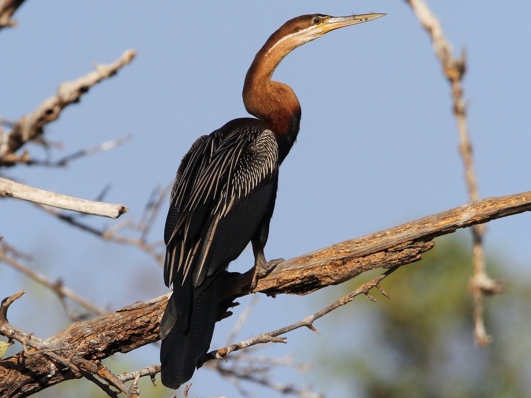 African Darter - Christoph Moning