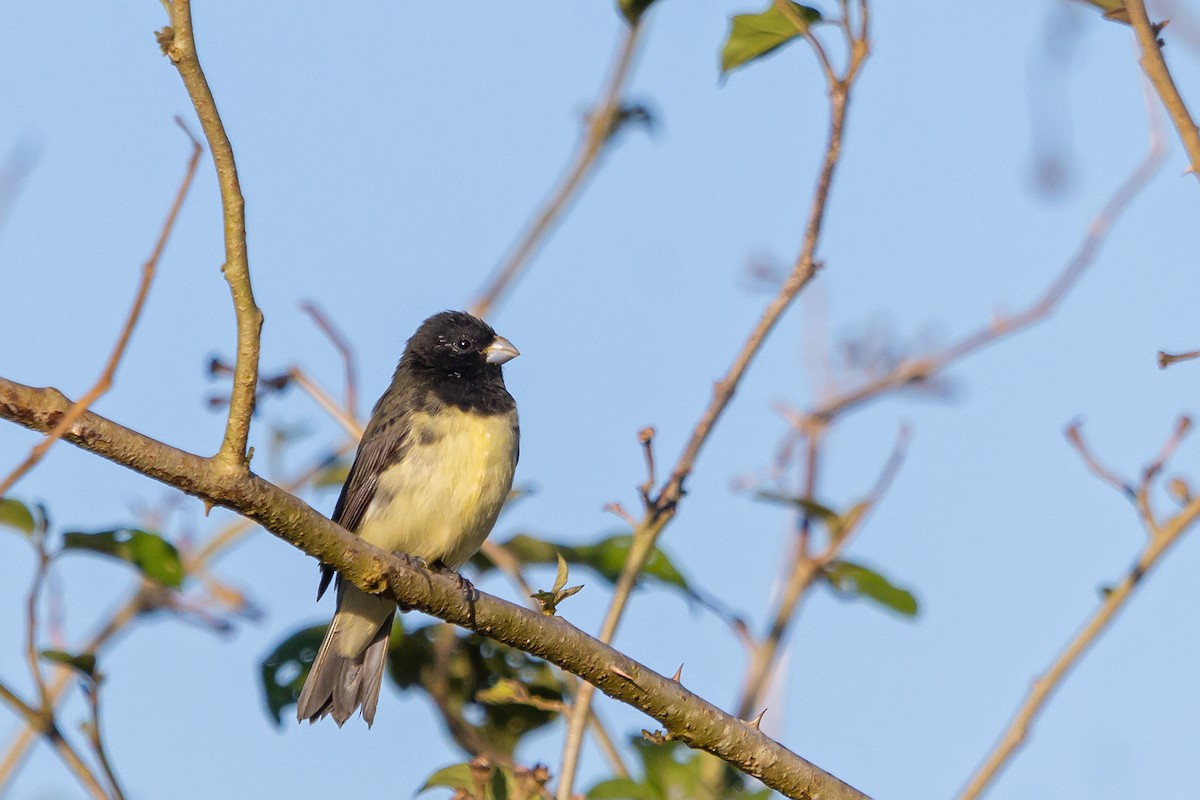 Yellow-bellied Seedeater - ML183613891