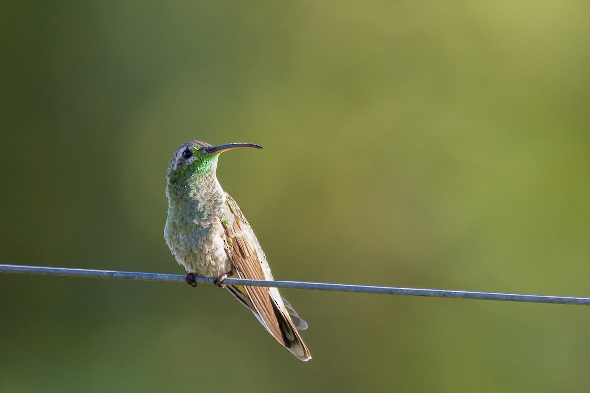 kolibřík rudozobý - ML183614001