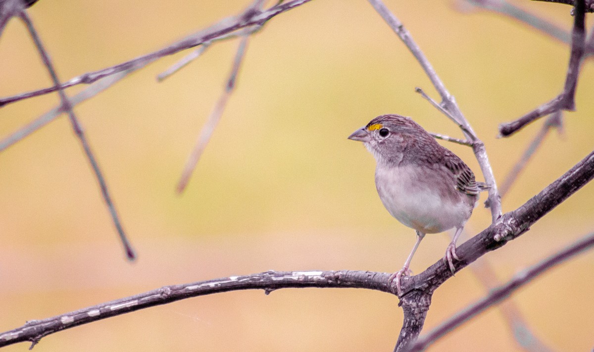 Grassland Sparrow - ML183618111