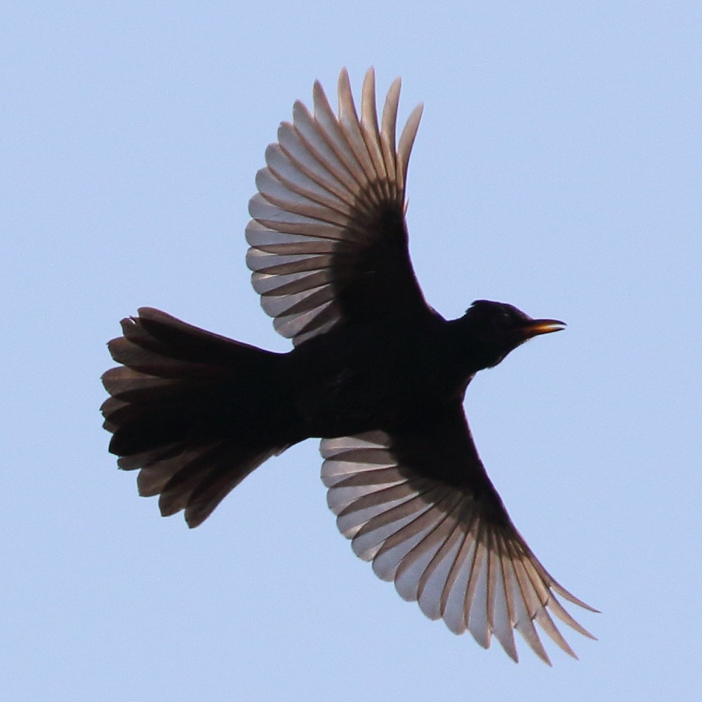 Eurasian Blackbird - Jaime Pires
