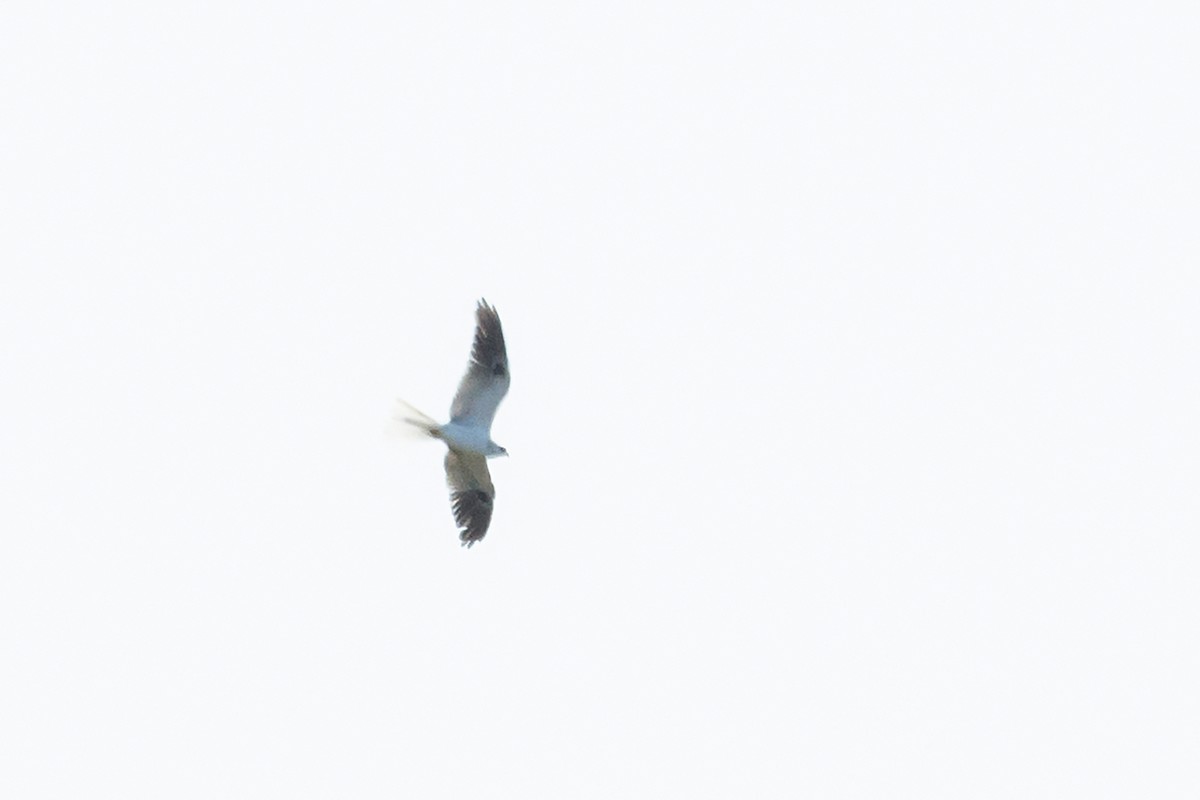White-tailed Kite - ML183619661