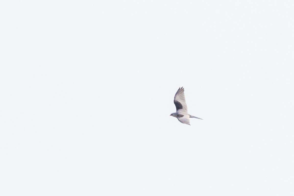 White-tailed Kite - ML183619671