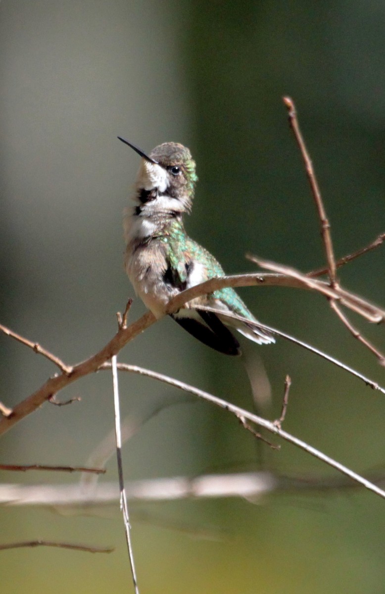 Ruby-throated Hummingbird - ML183621851