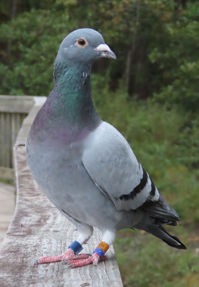Rock Pigeon (Feral Pigeon) - Lori White