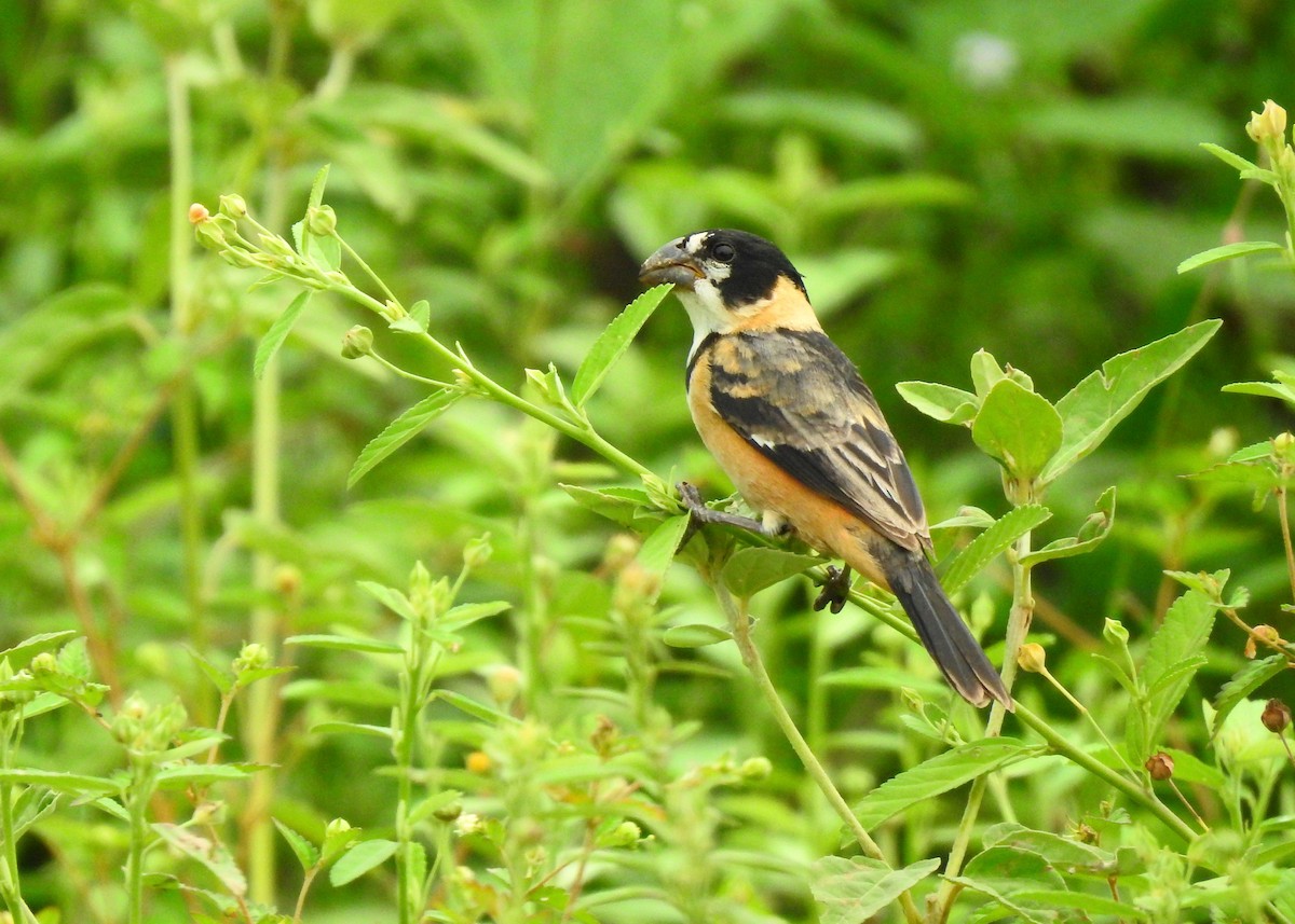 Rusty-collared Seedeater - ML183626091