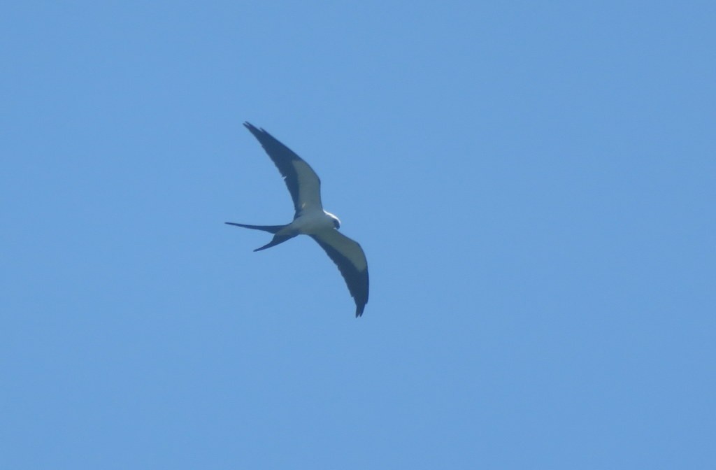 Swallow-tailed Kite - Diego Carús