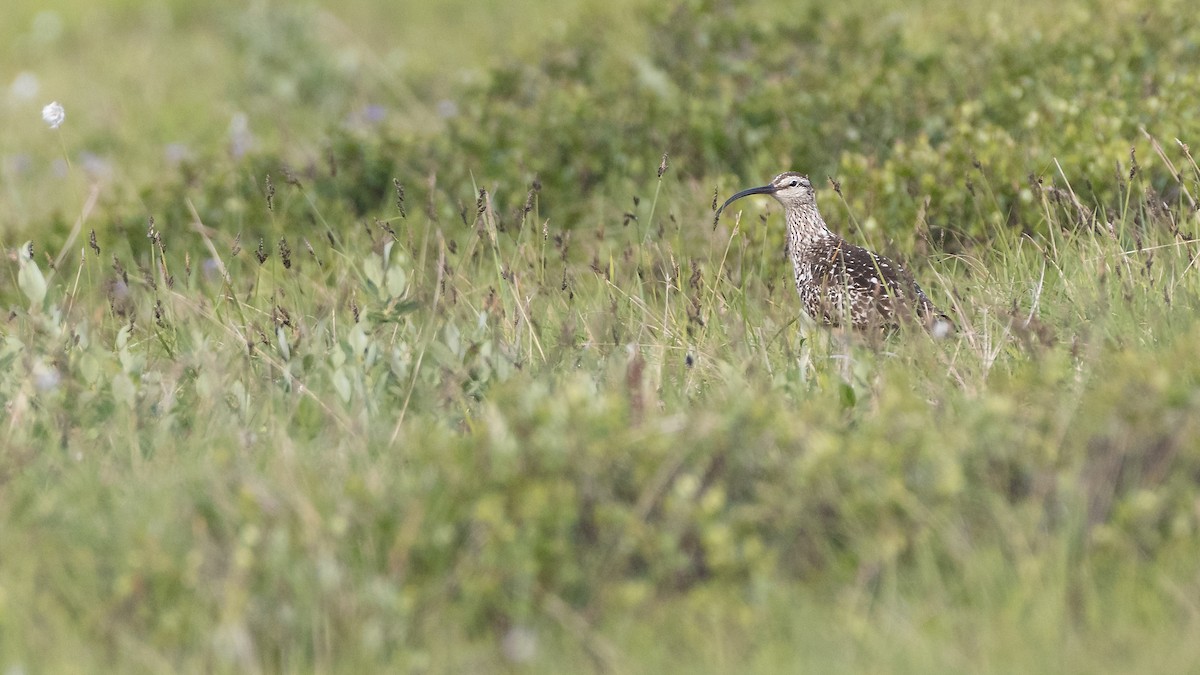 Bristle-thighed Curlew - ML183633811