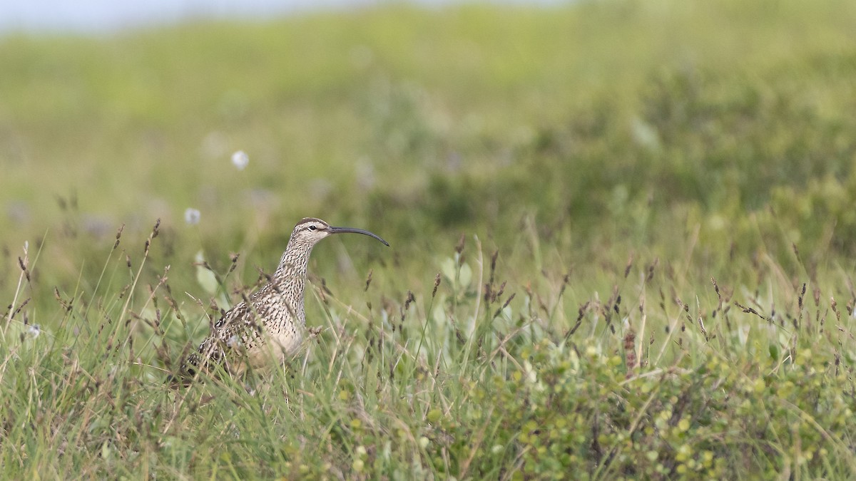 Bristle-thighed Curlew - ML183633861