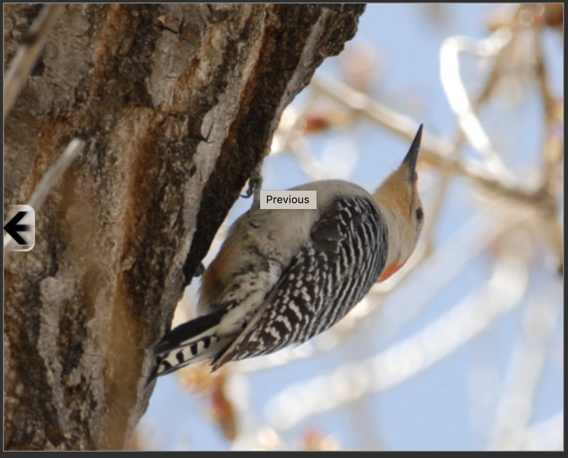 Red-bellied Woodpecker - ML183634831