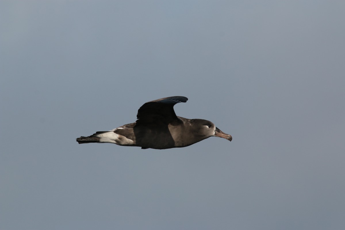 Black-footed Albatross - ML183638371