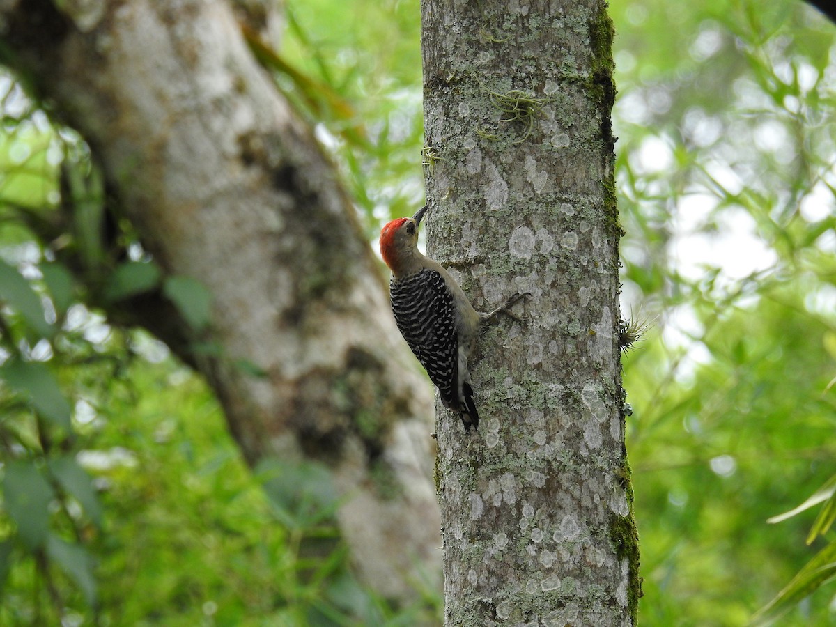 Red-crowned Woodpecker - ML183639391