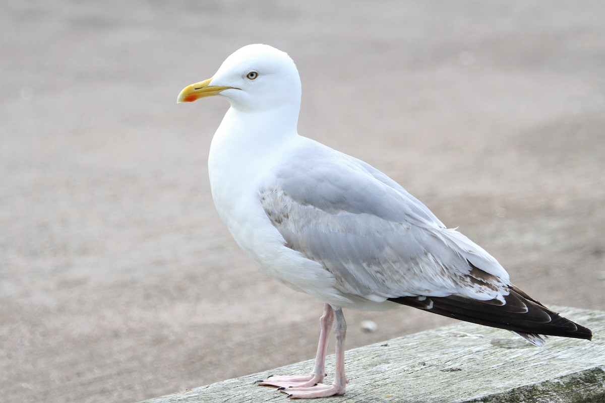 Herring Gull (European) - ML183639441
