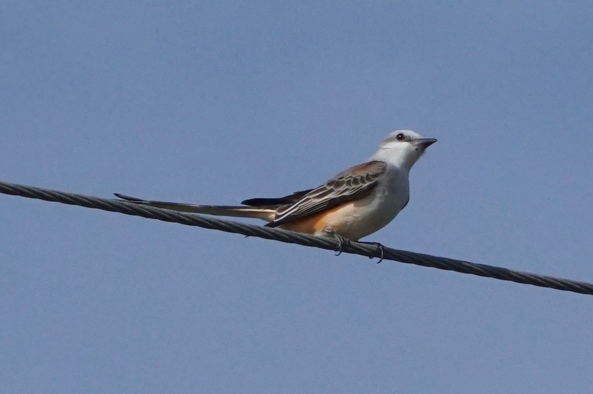 Scissor-tailed Flycatcher - Sibylle Hechtel