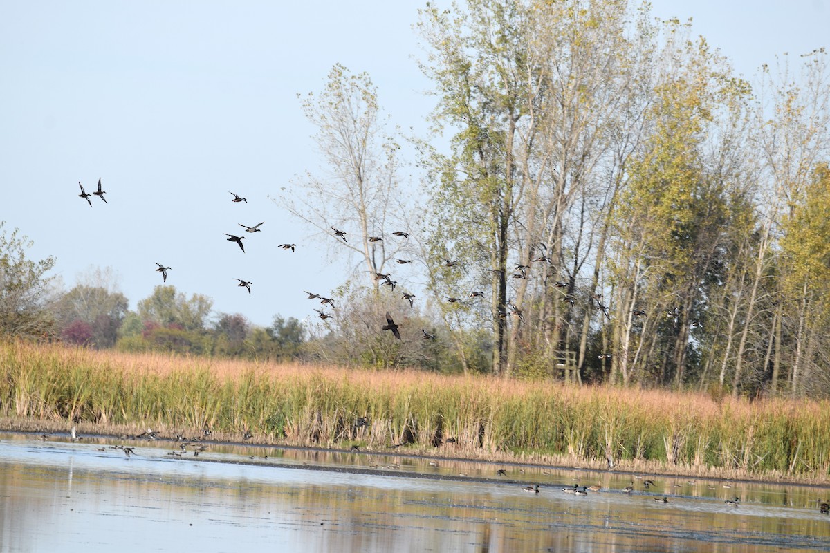 eBird Checklist - 18 Oct 2019 - Battelle Darby Creek Metro Park--Darby ...