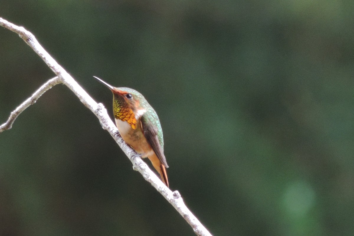 Scintillant Hummingbird - ML183653341