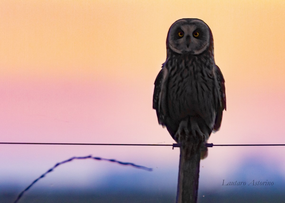 Short-eared Owl - Lautaro Astorino
