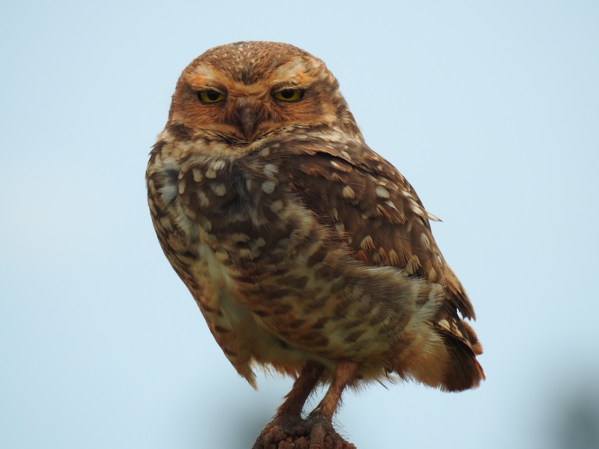 Burrowing Owl - ML183657981