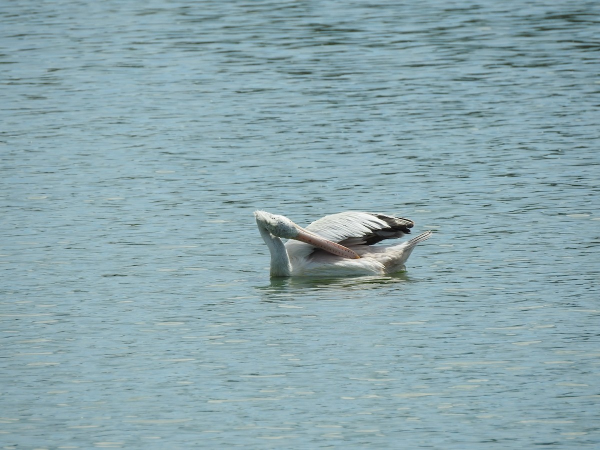 Spot-billed Pelican - Srinath TG