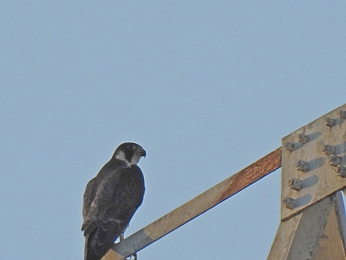 Peregrine Falcon - Srinath TG