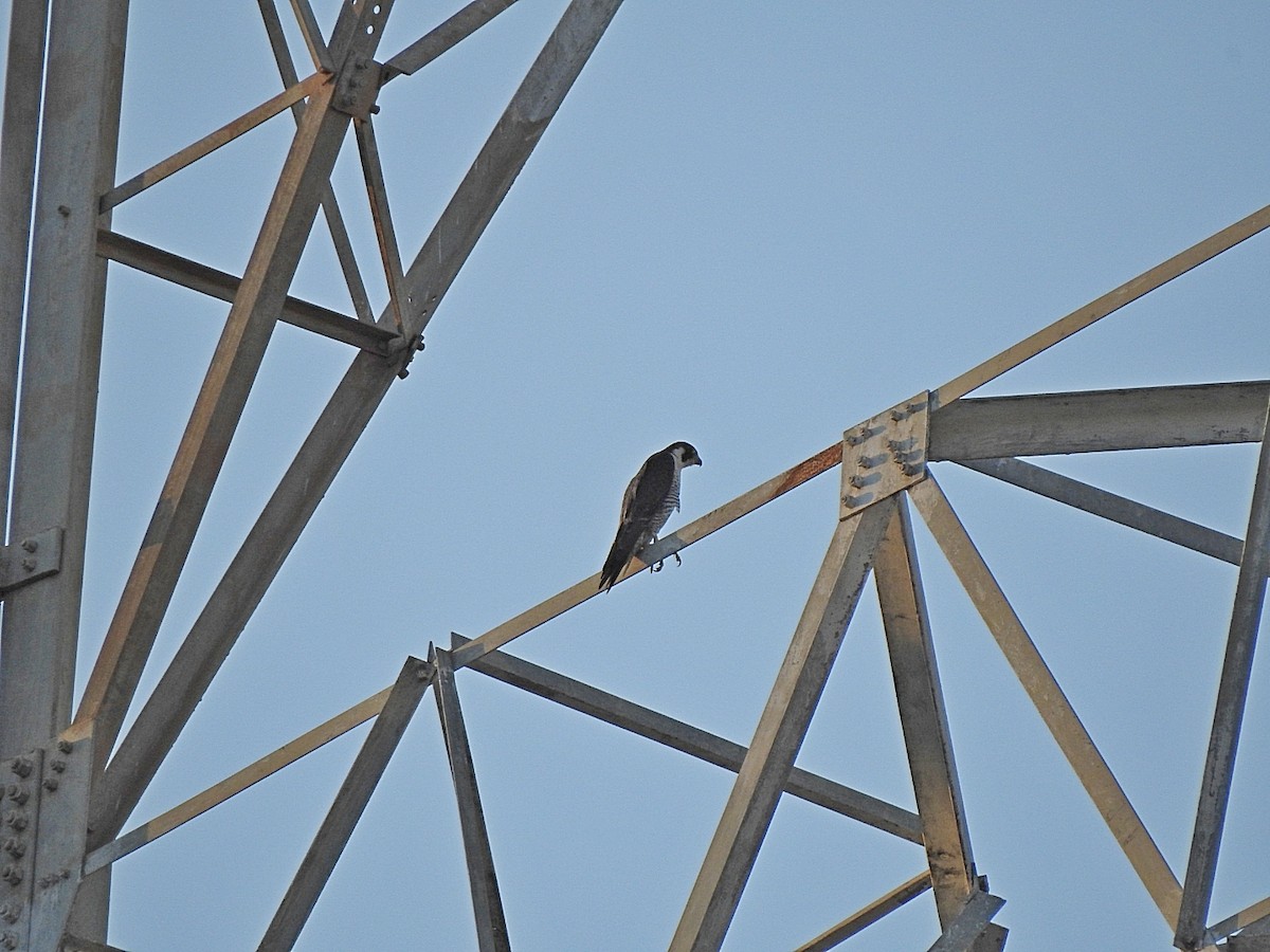 Peregrine Falcon - Srinath TG
