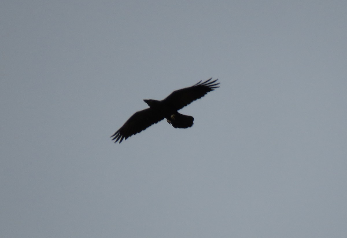 Common Raven - ML183662011