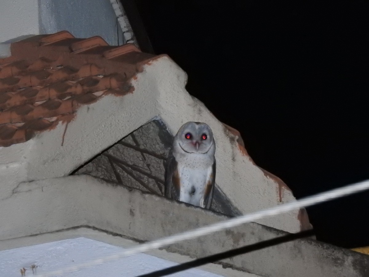 Barn Owl - ML183662031