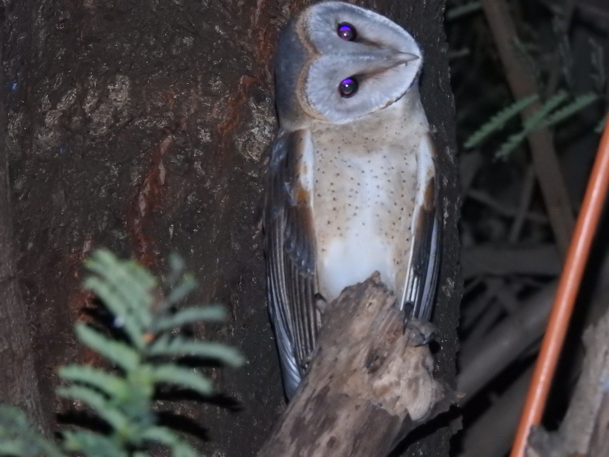 Barn Owl - Srinath TG