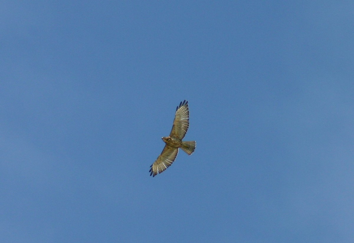 Broad-winged Hawk - ML183663201