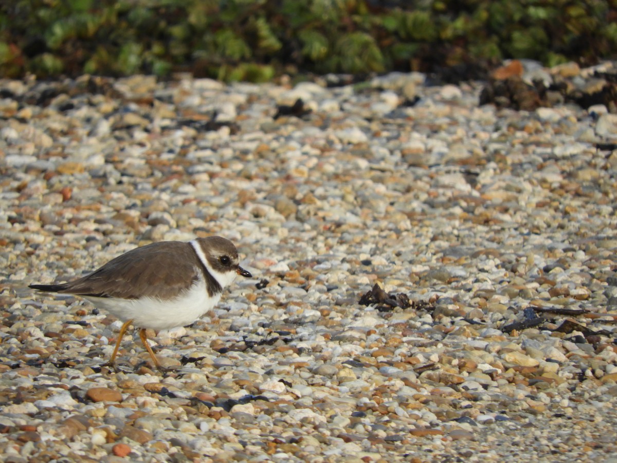 Semipalmated Plover - ML183663941