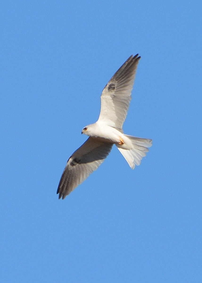 White-tailed Kite - Mary McGreal