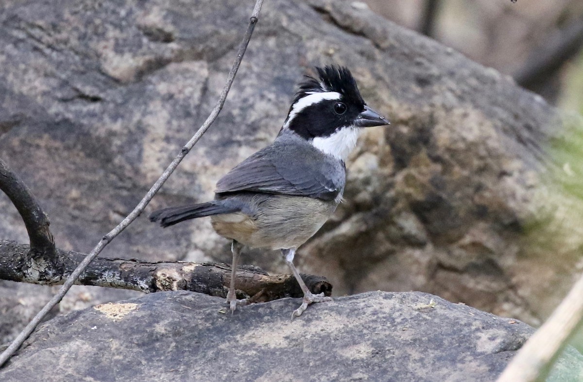 Black-capped Sparrow - John Bruin