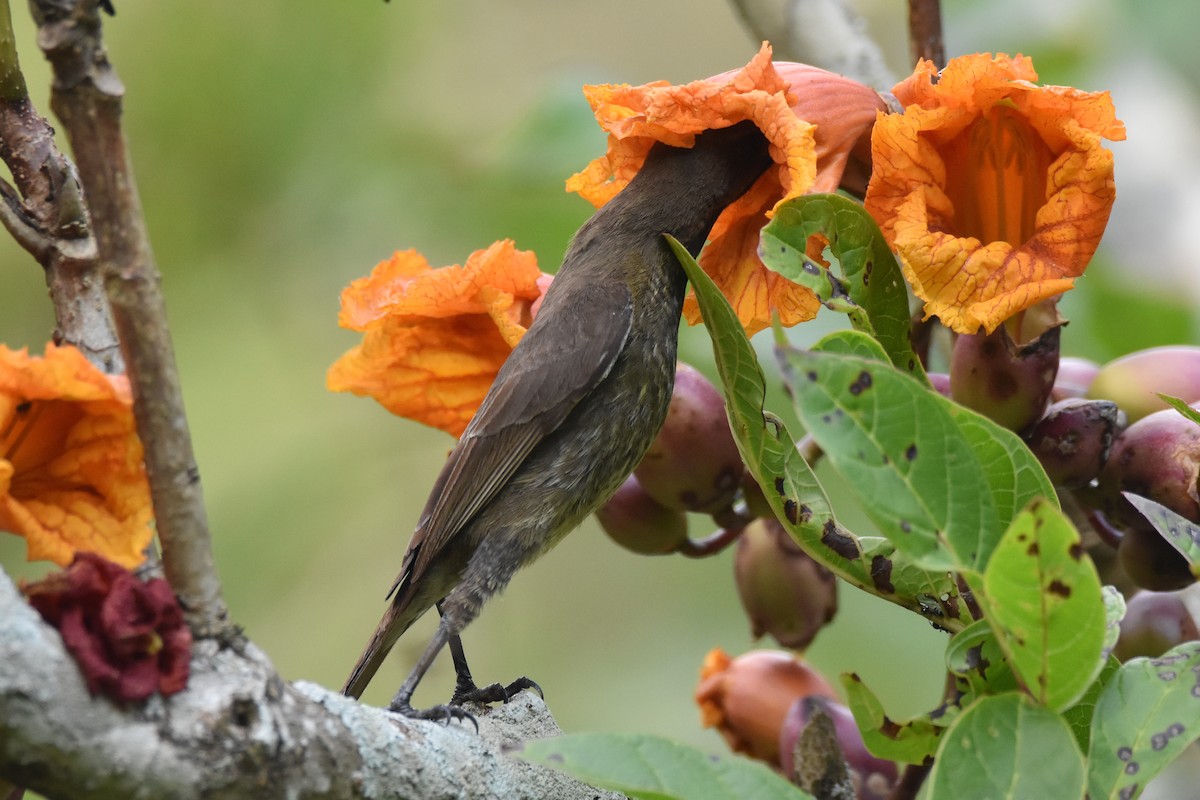 Scarlet-chested Sunbird - Santiago Caballero Carrera