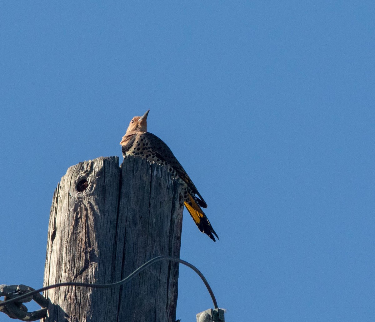Northern Flicker (Yellow-shafted) - Skip Cantrell