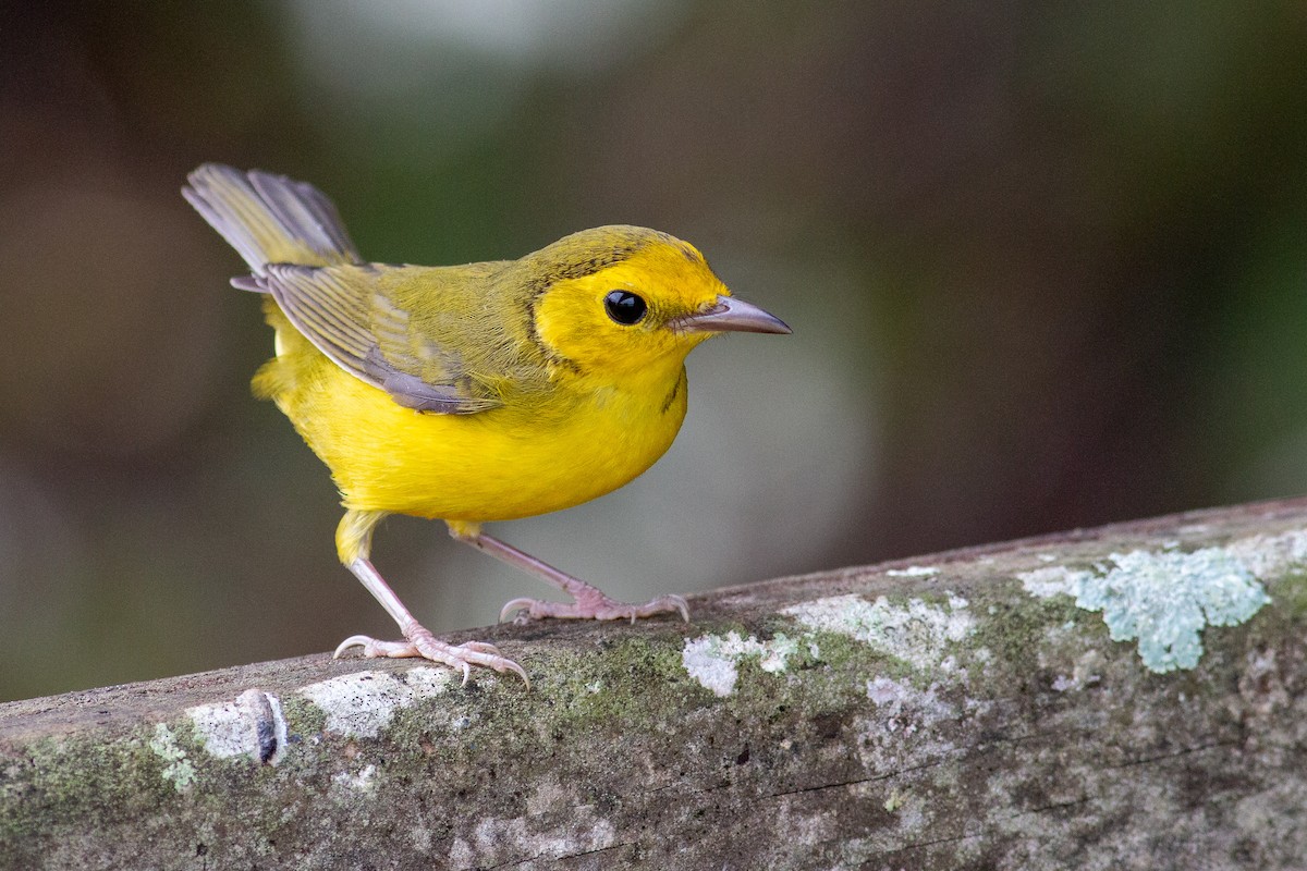 Hooded Warbler - Jeff O'Connell