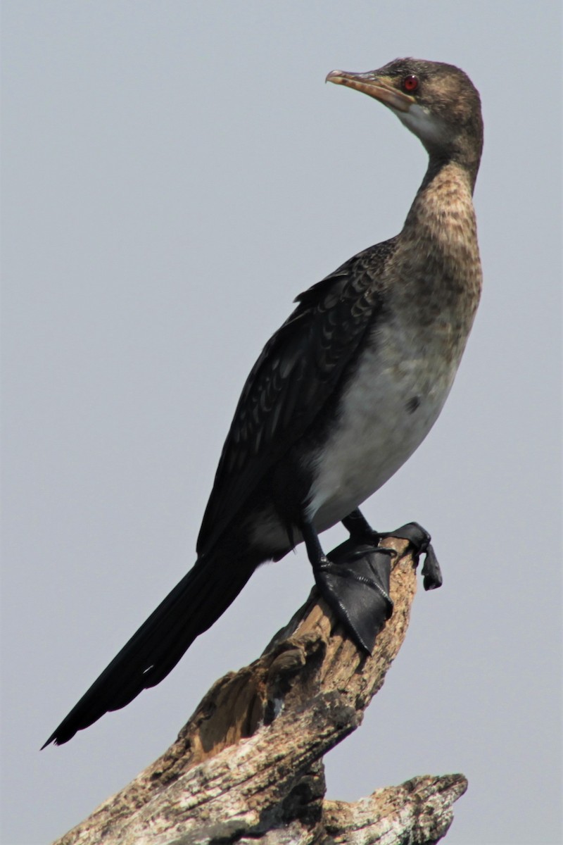 Long-tailed Cormorant - ML183690141