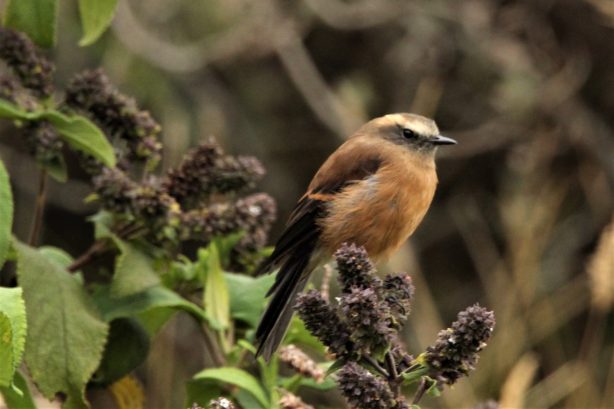 Brown-backed Chat-Tyrant - ML183691801