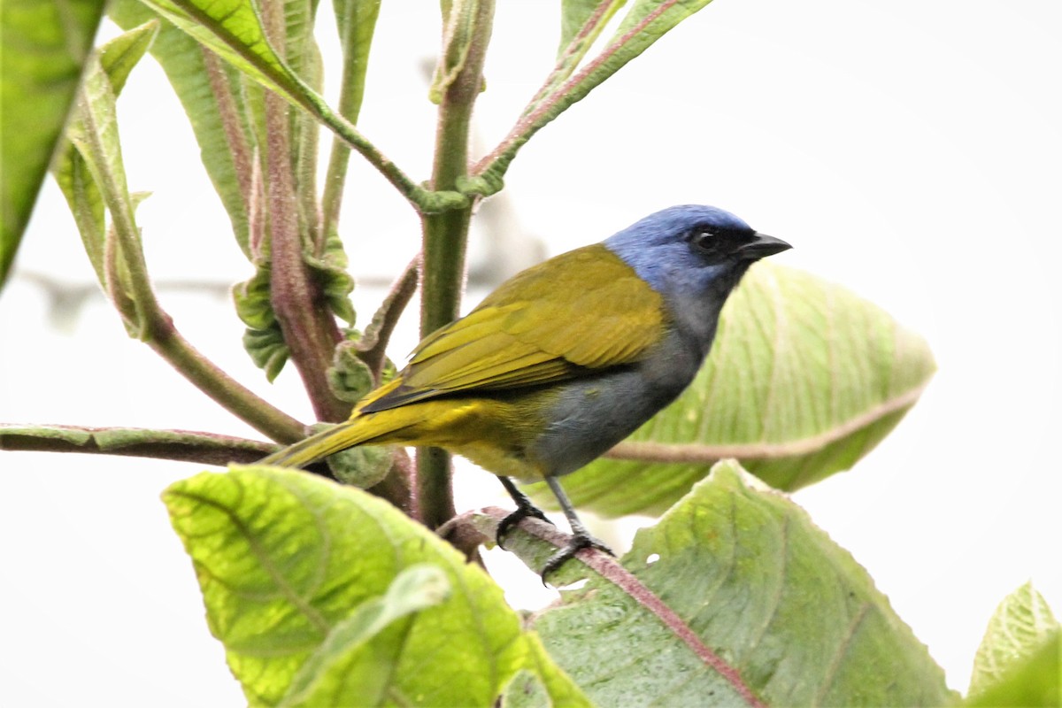 Blue-capped Tanager - ML183692401
