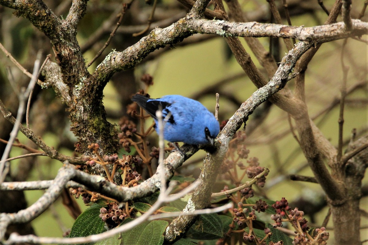 Blue-and-black Tanager - ML183692641