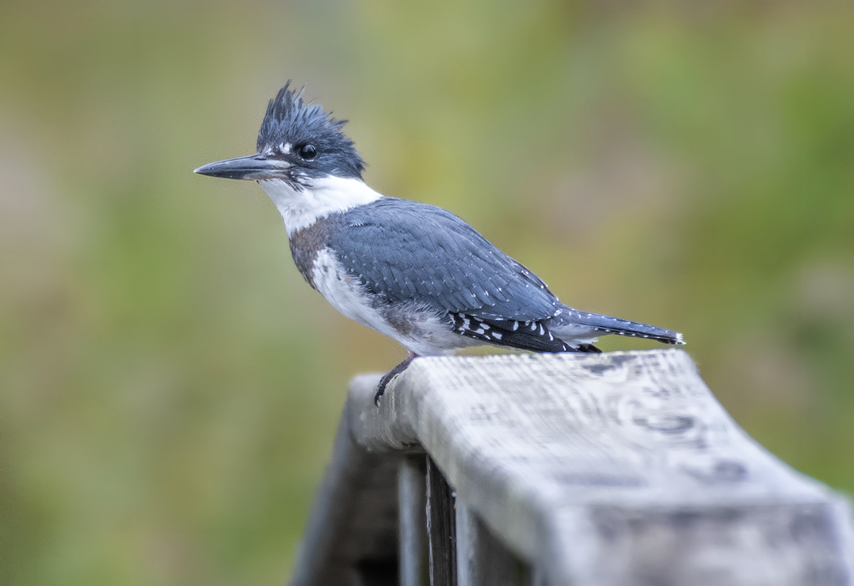 Belted Kingfisher - ML183695091