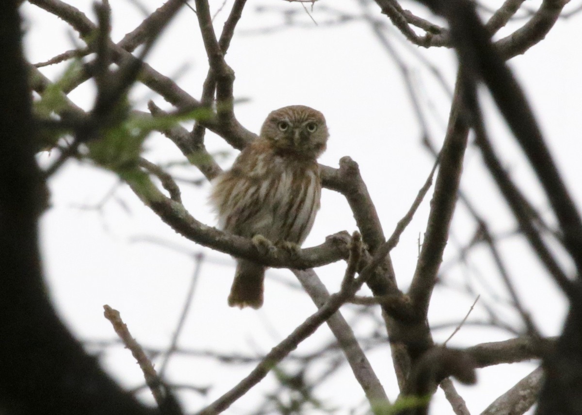 Peruvian Pygmy-Owl - ML183696031