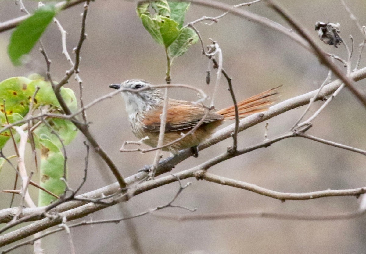 Necklaced Spinetail - ML183696051