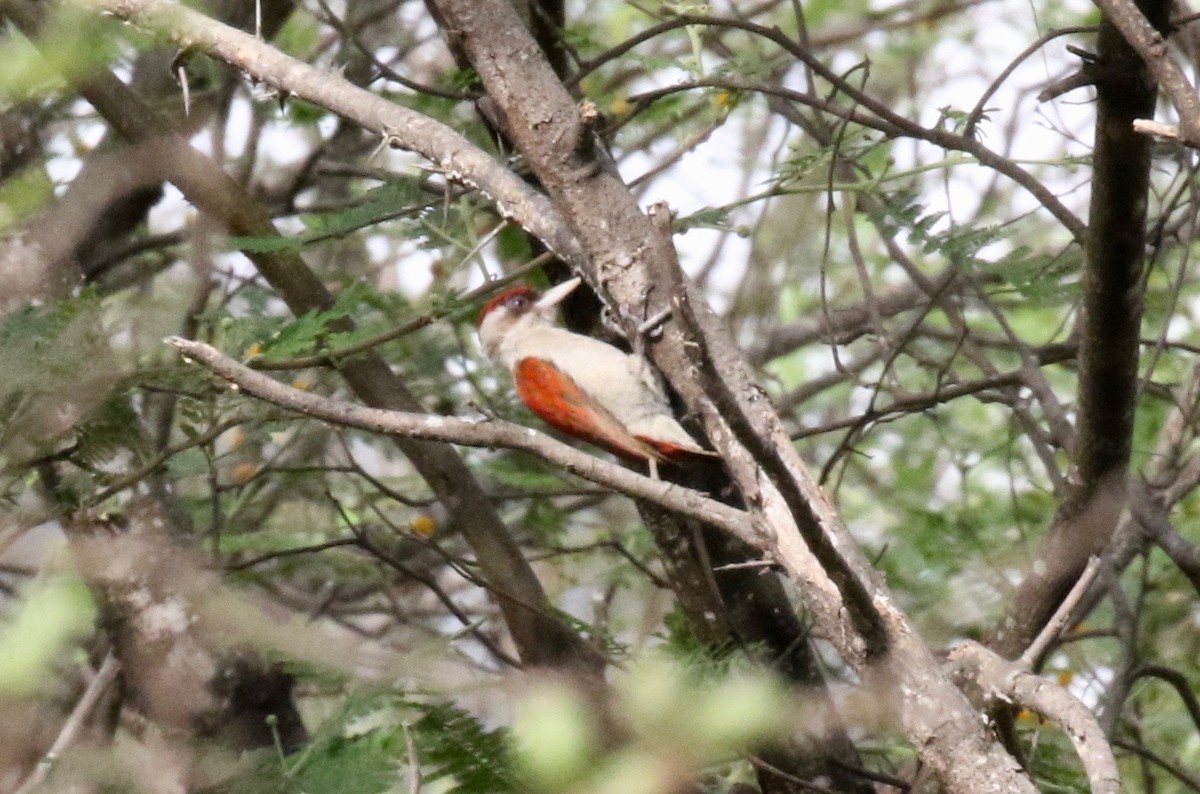 Scarlet-backed Woodpecker - ML183696131