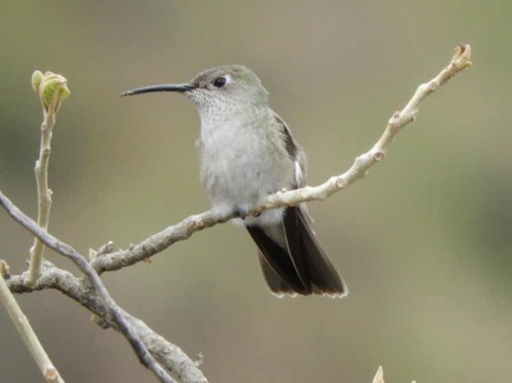 Spot-throated Hummingbird - ML183696741