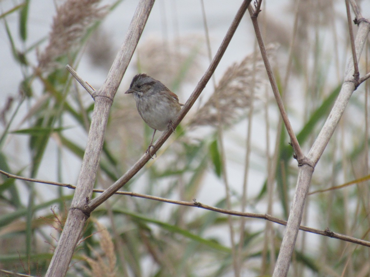 Swamp Sparrow - ML183697521