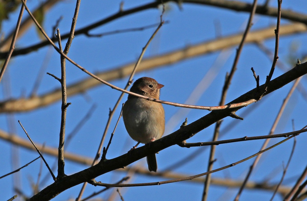 Field Sparrow - Elizabeth Brensinger